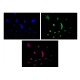 LED muzikinė naktinė lemputė su projektoriumi "Grybas"